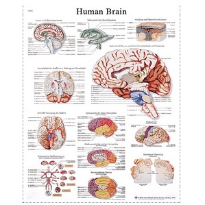 HUMAN BRAIN - PAPER